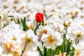 Red tulip between white daffodils Royalty Free Stock Photo
