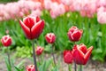Red tulip with white edge flowers with green leaves blooming in a meadow, park, flowerbed outdoor Royalty Free Stock Photo