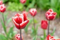 Red tulip with white edge flowers with green leaves blooming in a meadow, park, flowerbed outdoor Royalty Free Stock Photo