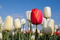 Red tulip and white tulips and blue sky