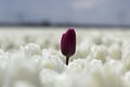 Red tulip in a white tulips field Royalty Free Stock Photo