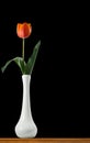 Red tulip in a white vase on a black background Royalty Free Stock Photo