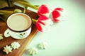 Red tulip white white border on blue background cacao cup marshmallow. Royalty Free Stock Photo