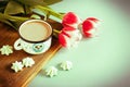 Red tulip white white border on blue background cacao cup marshmallow. Royalty Free Stock Photo