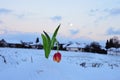 Red tulip in winter decor