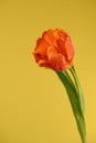 Red tulip on yellow background green leaves Royalty Free Stock Photo