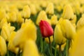 Red tulip between the yellow ones Royalty Free Stock Photo