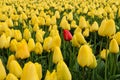 Red tulip between the yellow ones Royalty Free Stock Photo