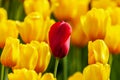 Red tulip among yellow tulips