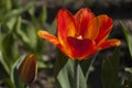 Red tulip with yellow veins. Opened bud. Royalty Free Stock Photo