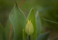 Red tulip young flower in dark green grass in spring cloudy day Royalty Free Stock Photo