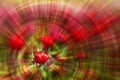 Red tulip with zoom background