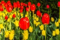 Red Tulipa L Royalty Free Stock Photo