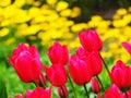 Red tulipan flowers in garden Royalty Free Stock Photo