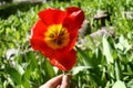 Red tulipan in my hand Royalty Free Stock Photo