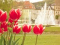 Red Tulipas in a park with fountain