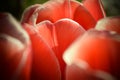 Red tulipflowers with soft sun light during springtime. Stock Photo Royalty Free Stock Photo