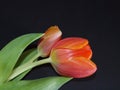 Red tulips Royalty Free Stock Photo