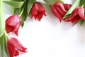 Red tulips Royalty Free Stock Photo