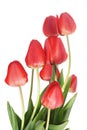 Red tulips Royalty Free Stock Photo