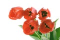 Red tulips Royalty Free Stock Photo