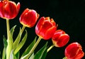 Red Tulips Royalty Free Stock Photo