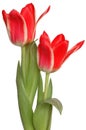 Red Tulips