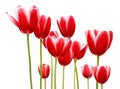 Red Tulips Royalty Free Stock Photo