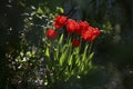 Red tulips