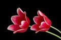 Red tulips Royalty Free Stock Photo