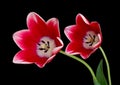 Red tulips Royalty Free Stock Photo