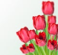 Red tulips