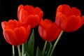 Red Tulips Royalty Free Stock Photo