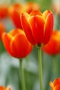 Red tulips Royalty Free Stock Photo