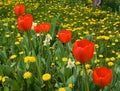 Red tulips Royalty Free Stock Photo