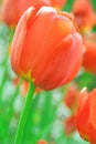 Red tulips. Royalty Free Stock Photo