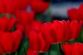 Red tulips
