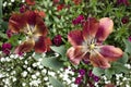 Looking down on red tulips in Hermanshof garden Royalty Free Stock Photo