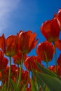 Red Tulips Against the Blue Sky