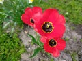 Red tulips in all their blooming beauty