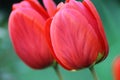 Red tulips are already a little more open to the summer season