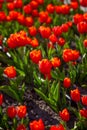 Red tulips background. Beautiful tulip in the meadow. Flower bud in spring in the sunlight. Flowerbed with flowers. Tulip close-up Royalty Free Stock Photo