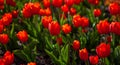 Red tulips background. Beautiful tulip in the meadow. Flower bud in spring in the sunlight. Flowerbed with flowers. Tulip close-up Royalty Free Stock Photo