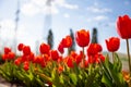 Red tulips background. Beautiful tulip in the meadow. Flower bud in spring in the sunlight. Flowerbed with flowers. Tulip close-up Royalty Free Stock Photo