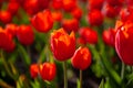 Red tulips background. Beautiful tulip in the meadow. Flower bud in spring in the sunlight. Flowerbed with flowers. Tulip close-up Royalty Free Stock Photo