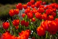 Red tulips background. Beautiful tulip in the meadow. Flower bud in spring in the sunlight. Flowerbed with flowers. Tulip close-up Royalty Free Stock Photo