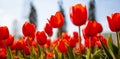Red tulips background. Beautiful tulip in the meadow. Flower bud in spring in the sunlight. Flowerbed with flowers. Tulip close-up Royalty Free Stock Photo
