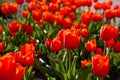 Red tulips background. Beautiful tulip in the meadow. Flower bud in spring in the sunlight. Flowerbed with flowers. Tulip close-up Royalty Free Stock Photo