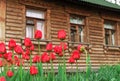 Red tulips on the background of a rustic wooden house