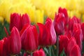 Red Tulips beautiful flora in the garden colorful in nature background